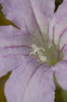 Fringeleaf wild petunia